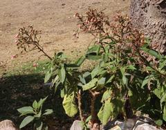 Nicotiana tomentosa
