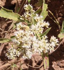 Austroeupatorium