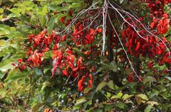 Erythrina falcata
