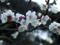 Prunus mume