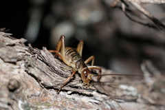 Hemideina