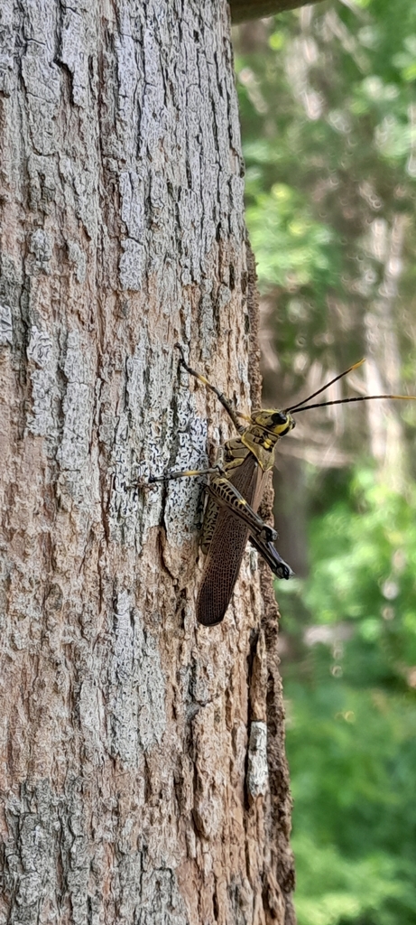 Chromacris minuta