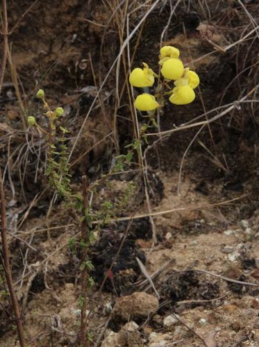 Calceolaria myriophylla (Calceolaria myriophylla)
