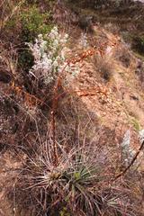 Puya ferruginea