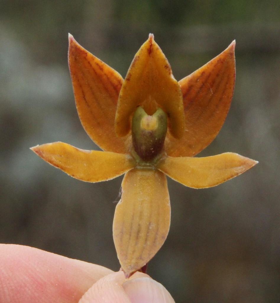 Epidendrum megagastrium