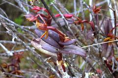 Epidendrum megagastrium