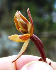 Epidendrum megagastrium