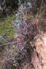 Epidendrum megagastrium