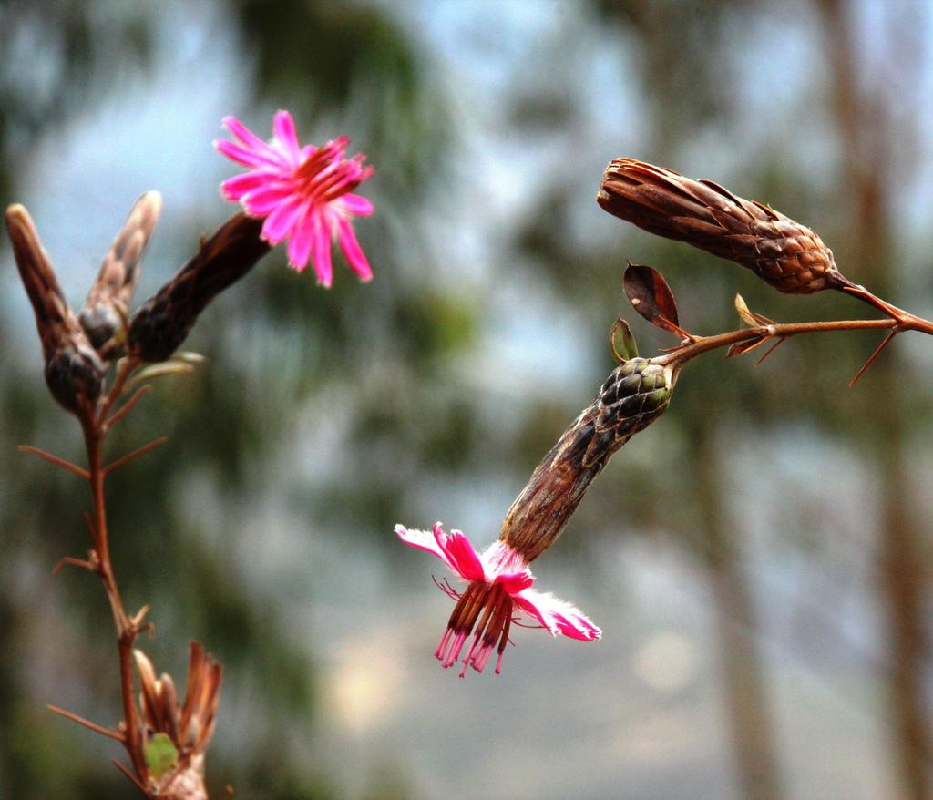 Barnadesia caryophylla