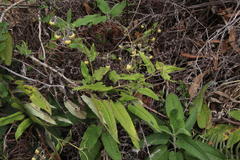 Aetheolaena campanulata