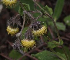 Aetheolaena campanulata