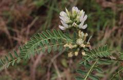 Astragalus garbancillo