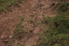 Astragalus garbancillo