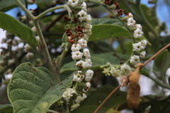 Heliotropium mandonii