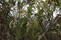 Heliotropium mandonii