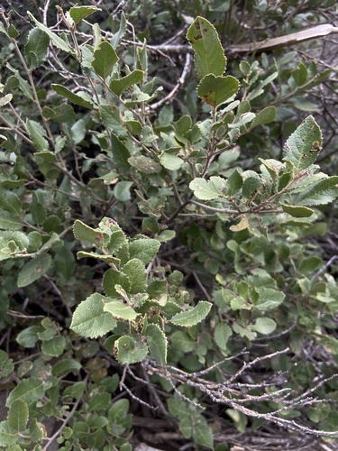 Azara dentata (Azara dentata)