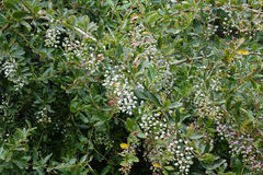 Berberis glaucocarpa