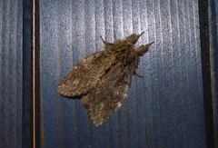 Peridea anceps