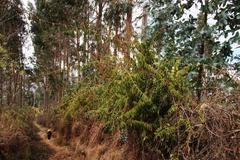 Tripodanthus acutifolius