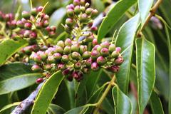 Tripodanthus acutifolius