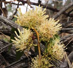 Tripodanthus acutifolius