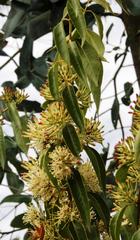 Tripodanthus acutifolius
