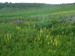 Pedicularis proboscidea