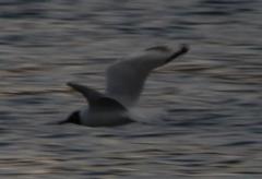 Chroicocephalus serranus