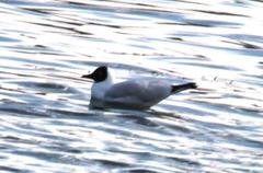 Chroicocephalus serranus