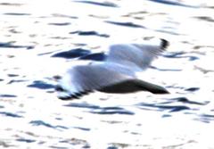 Chroicocephalus serranus