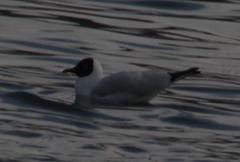 Chroicocephalus serranus