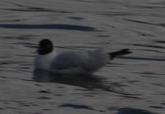 Chroicocephalus serranus