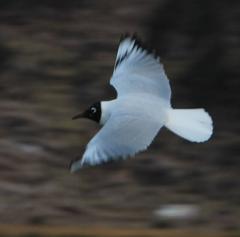 Chroicocephalus serranus