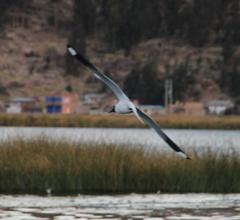 Chroicocephalus serranus