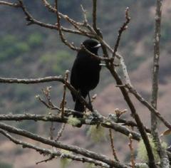Knipolegus aterrimus