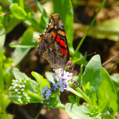 iNaturalist observation photo of West Coast Lady