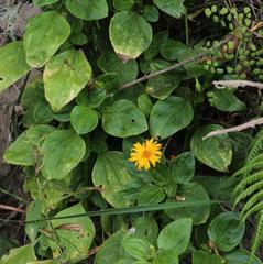 Philoglossa mimuloides