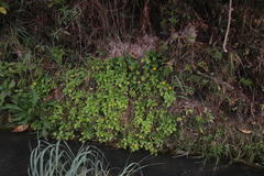 Philoglossa mimuloides