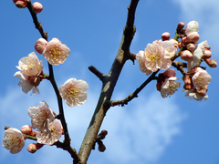 Prunus mume