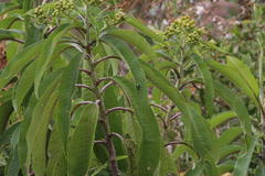 Dendrophorbium