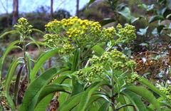 Dendrophorbium