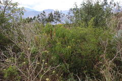 Dendrophorbium