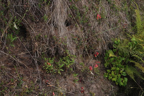Eustephia coccinea, photograph 2