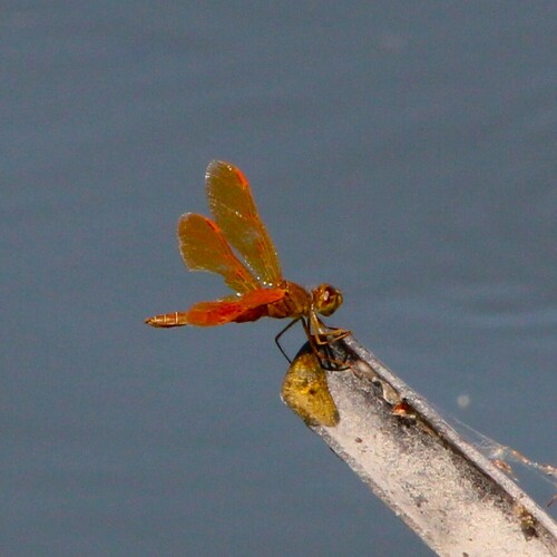 iNaturalist observation photo of Mexican Amberwing