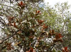 Hesperomeles ferruginea