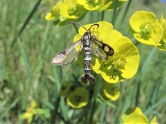 Chamaesphecia empiformis