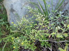 Odontarrhena obovata