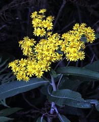 Dendrophorbium