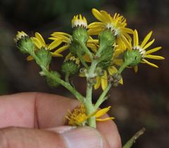 Dendrophorbium
