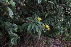 Dendrophorbium